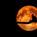 silhouette-katze-vollmond