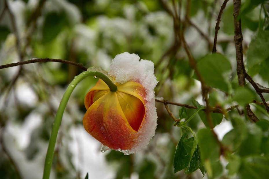 tulpen-im-schnee