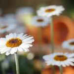 fruehling-margeriten