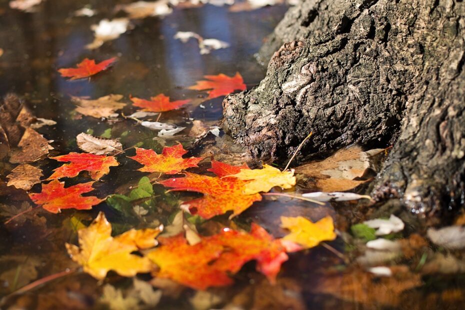 herbst-laub