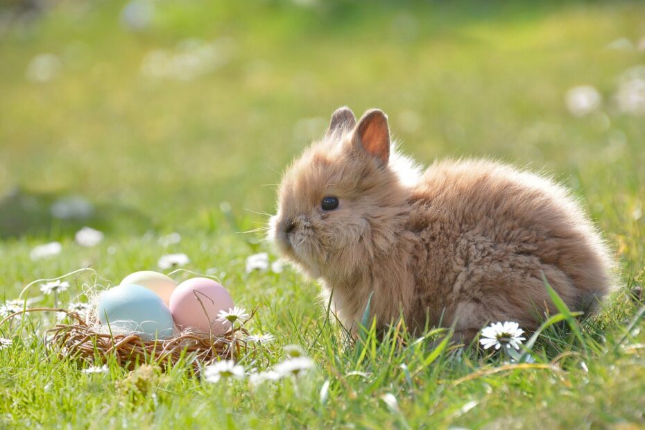 osterhaser-ostern-eier